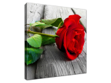 Obraz Ruža červenej farby