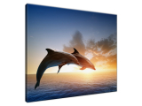 Štýlový obraz na plátne Delfíny