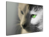 Obraz Mačky so zelenými očami