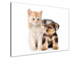 Obraz Mladý Yorkshire Terrier a mačka