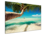 Obraz Krásna palma nad Karibským morom
