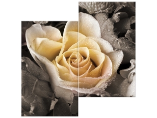 Obraz do obývačky Krásna ruža