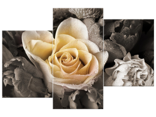 Obraz do obývačky Krásna ruža