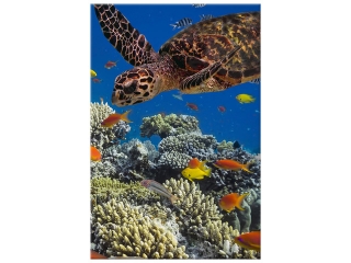 Obraz na plátne Korytnačka pod vodou