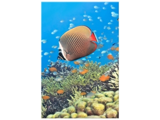 Obraz Podvodná panoráma