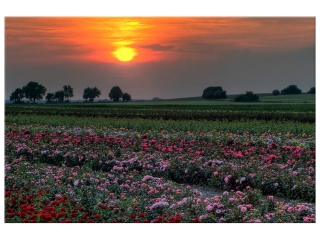 Obraz na plátne Západ slnka nad lúkou kvetov
