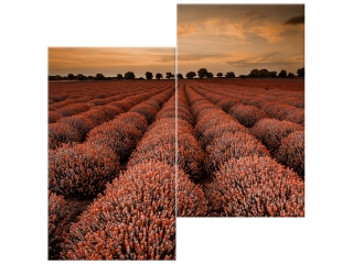 Obraz Ohromujúca krajina s levanduľou vo oranžovej farbe