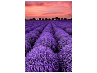 Obraz Ohromujúca krajina s levanduľou vo fialovej farbe