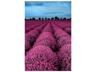 Obraz Ohromujúca krajina s levanduľou vo fuchsiovej farbe