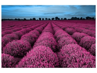 Obraz Ohromujúca krajina s levanduľou vo fuchsiovej farbe