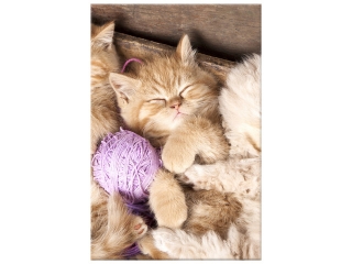Obraz Spiace mačiatka v miske