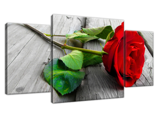 Obraz Ruža červenej farby