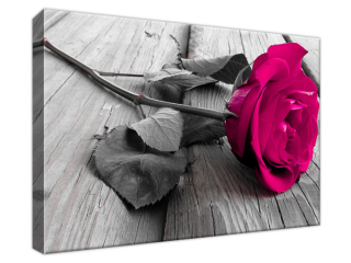 Obraz na stenu Ružová ružička