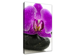 Obraz na plátne Orchidea na kameni