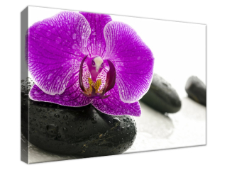 Obraz na plátne Orchidea na kameni