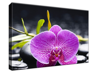 Obraz Orchidea v plne kráse