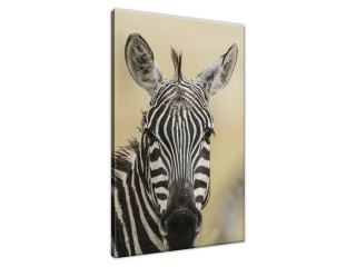 Obraz na plátne Pruhovaná zebra