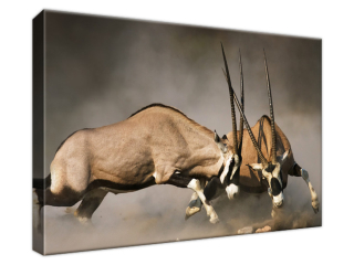 Obraz na stenu Stretnutie oryxov