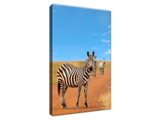 Štýlový obraz Zvedavé zebry