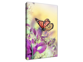 Obraz Full color butterfly