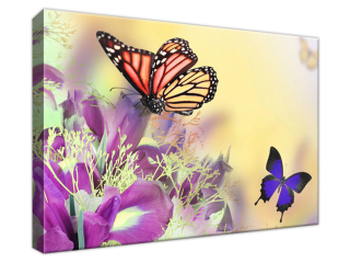 Obraz Full color butterfly