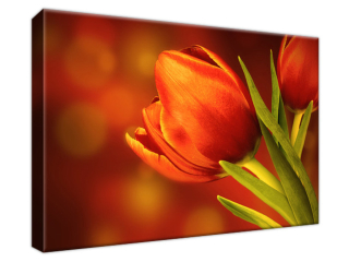 Obraz Tulipány červenej farby