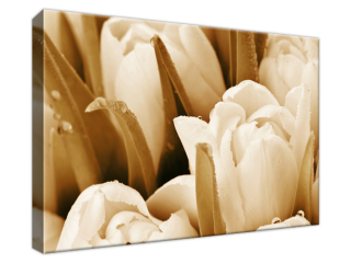 Obraz Tulipány v rannej rose
