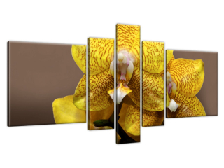 Obraz Orchidea v žltej farbe