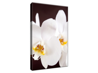 Moderný obraz Pekná orchidea