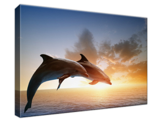 Štýlový obraz na plátne Delfíny