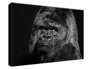 Obraz na stenu Gorilla Face - Feans