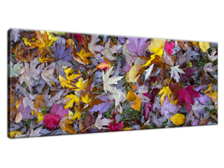 Obraz na stenu Jesenné farby - Feans