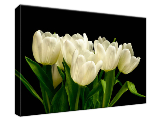 Obraz na stenu Biele tulipány - Mark Freeth