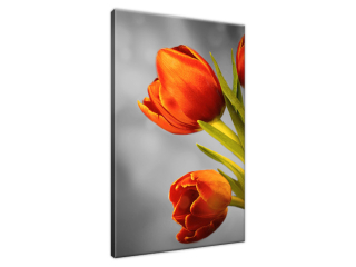 Obraz do obývačky Červené tulipány