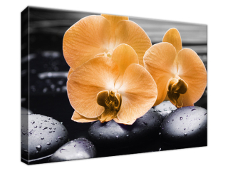 Moderný obraz Oranžové orchidey