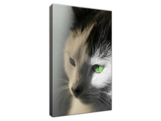 Obraz Mačky so zelenými očami