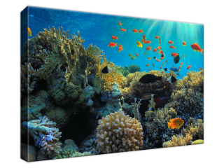 Obraz na plátne Korálový útes