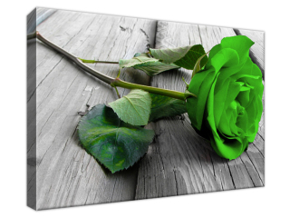 Obraz na stenu Zelená ruža na doskách