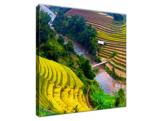 Obraz Terasové ryžové polia
