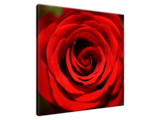 Obraz do obývačky Červená ruža