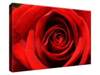 Obraz na plátne Kvet červenej ruže