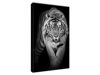 Obraz Tiger vo tme modré oči