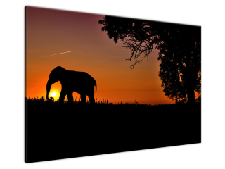 Obraz na stenu Slon pri západe slnka