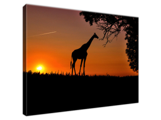 Obraz Mláďa žirafy