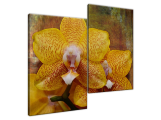 Obraz na plátne Krásna orchidea