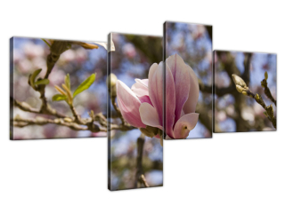 Obraz na stenu Kvitnúce magnólie