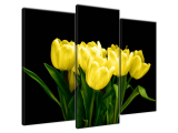 Obraz na plátne Žlté tulipány - Mark Freeth
