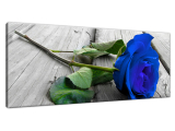 Moderný obraz Karmínová ruža