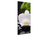 Obraz na steny Biela orchidea