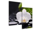 Obraz na steny Biela orchidea